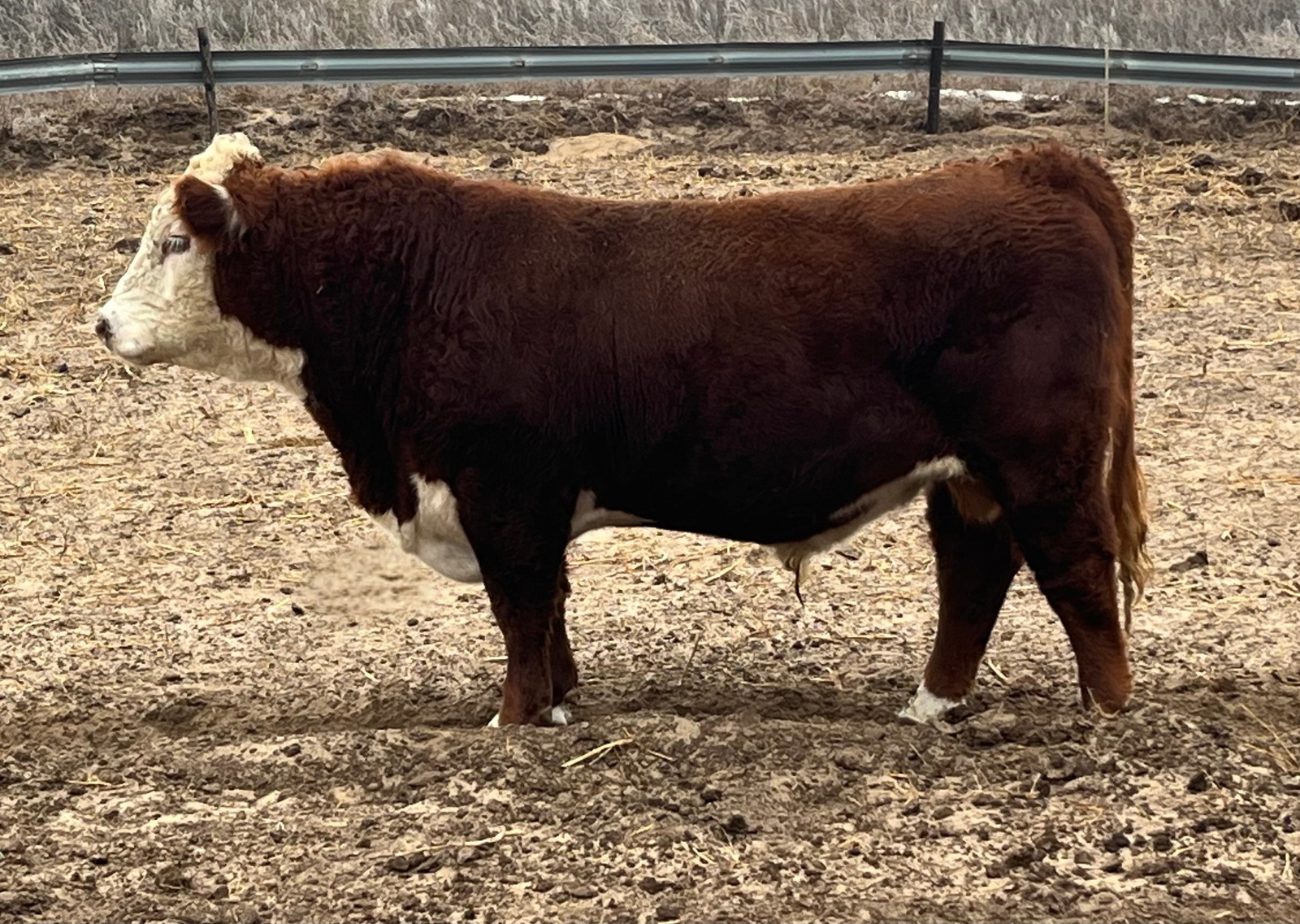 Bulls For Sale Hereford Bull from Morgan Ranch