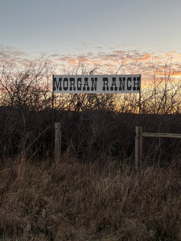 Bulls For Sale img 4045