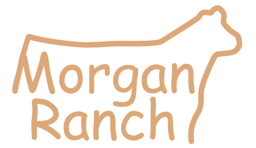 morgan ranch heifer logo