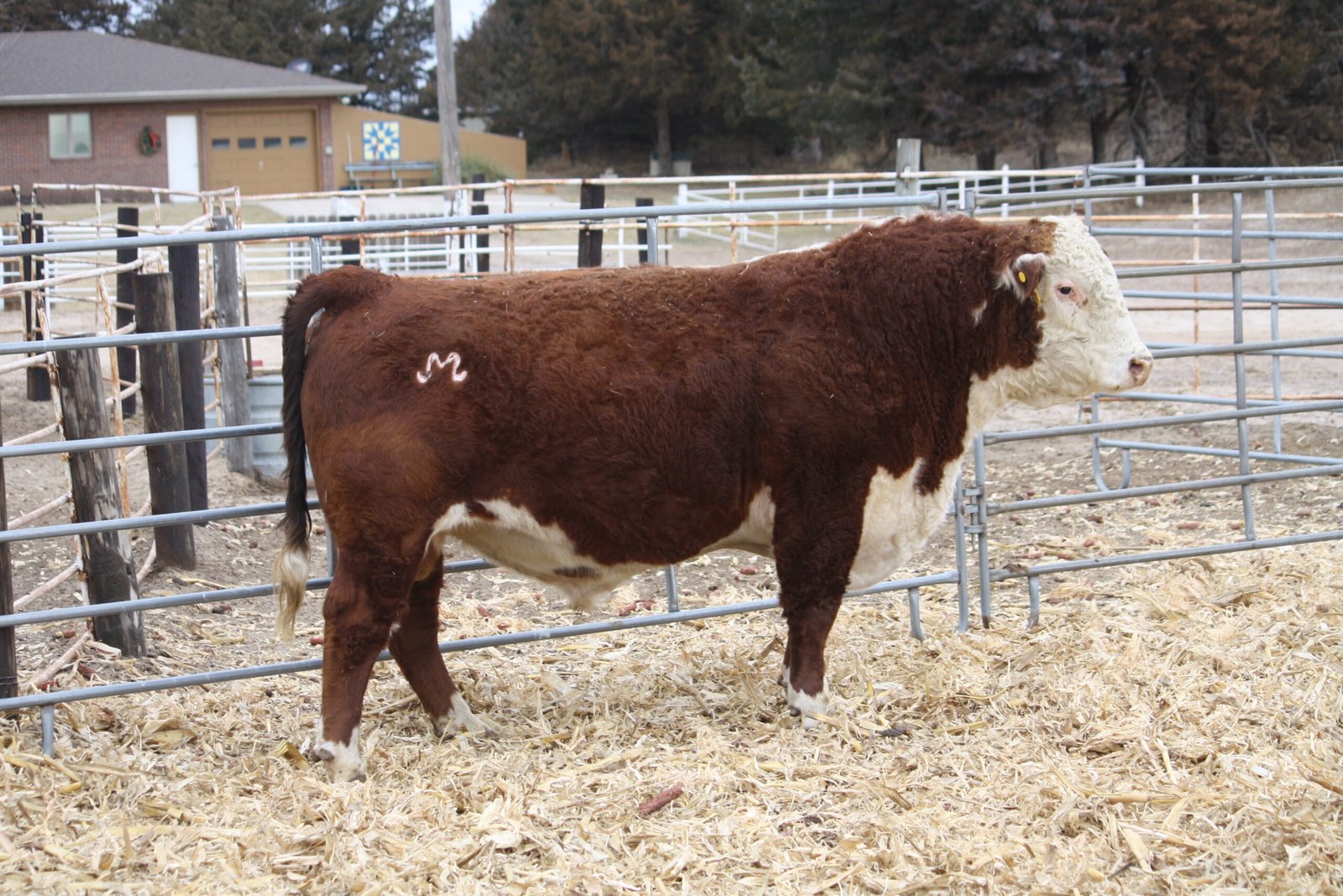 Bulls For Sale W032 Scaled