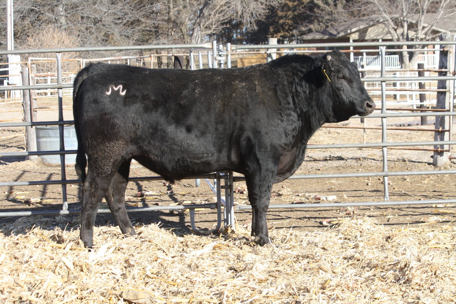 Bulls For Sale W034 Scaled