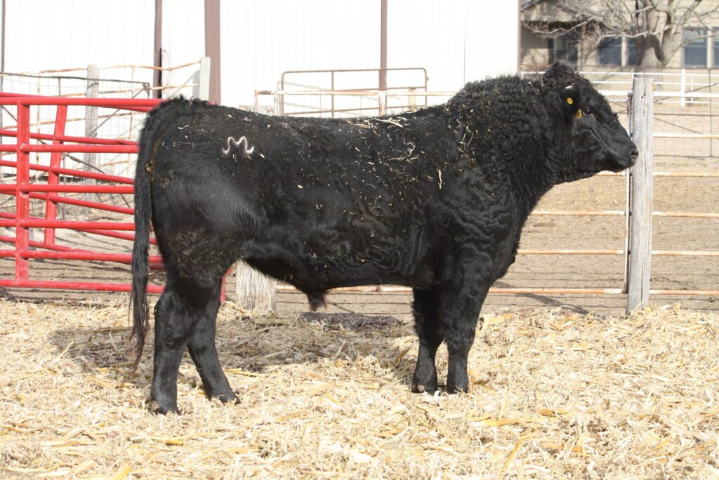 Bulls For Sale W166 1024x684