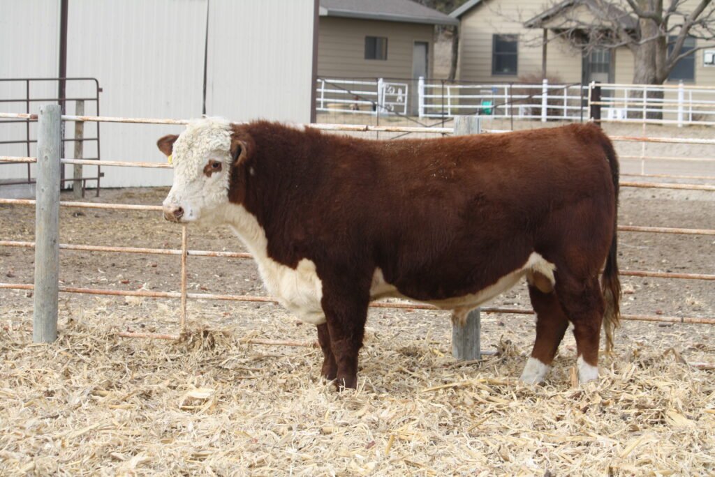 Bulls For Sale W413 1024x684