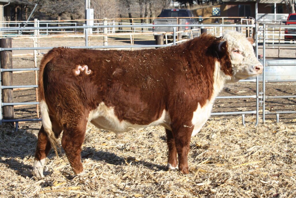 Bulls For Sale W717 1024x684