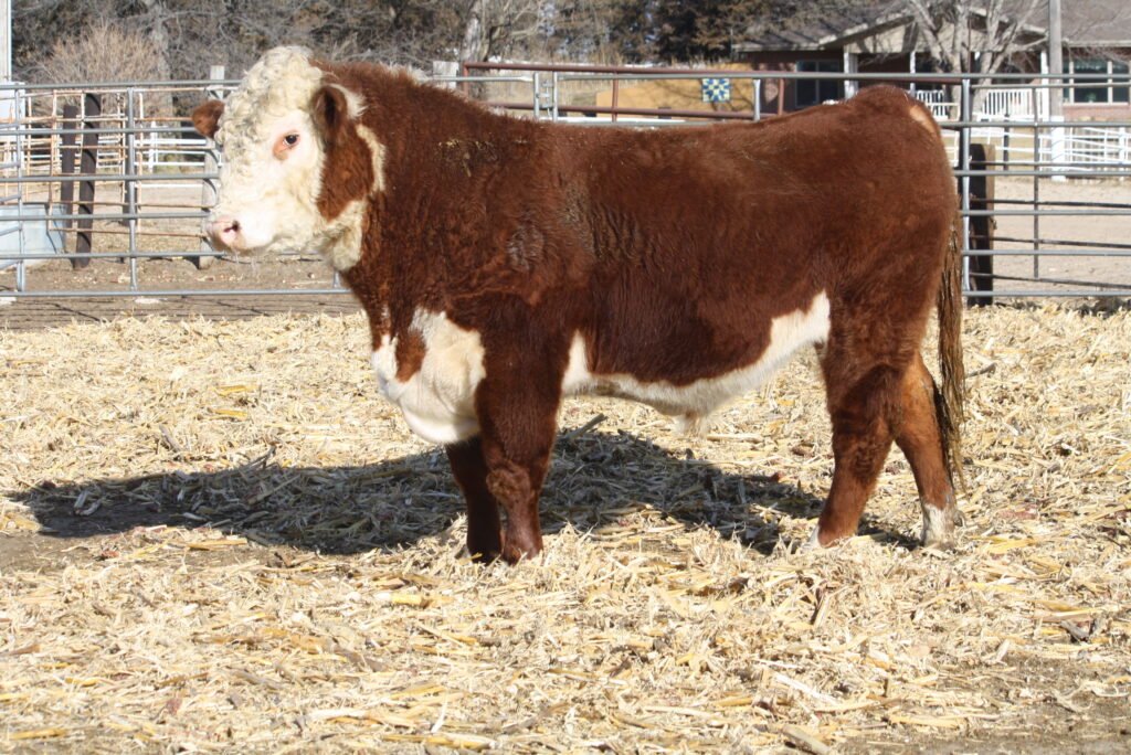 Bulls For Sale Bull W729