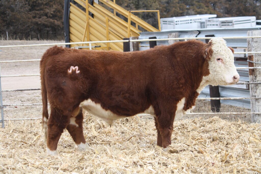 Bulls For Sale W734 1024x684
