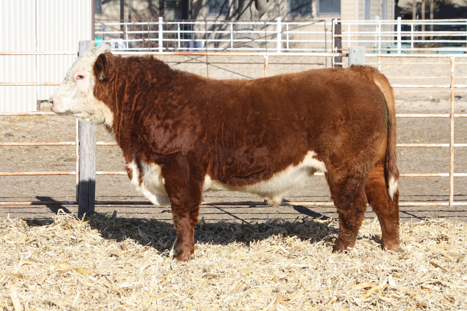 Bulls For Sale W743 Scaled