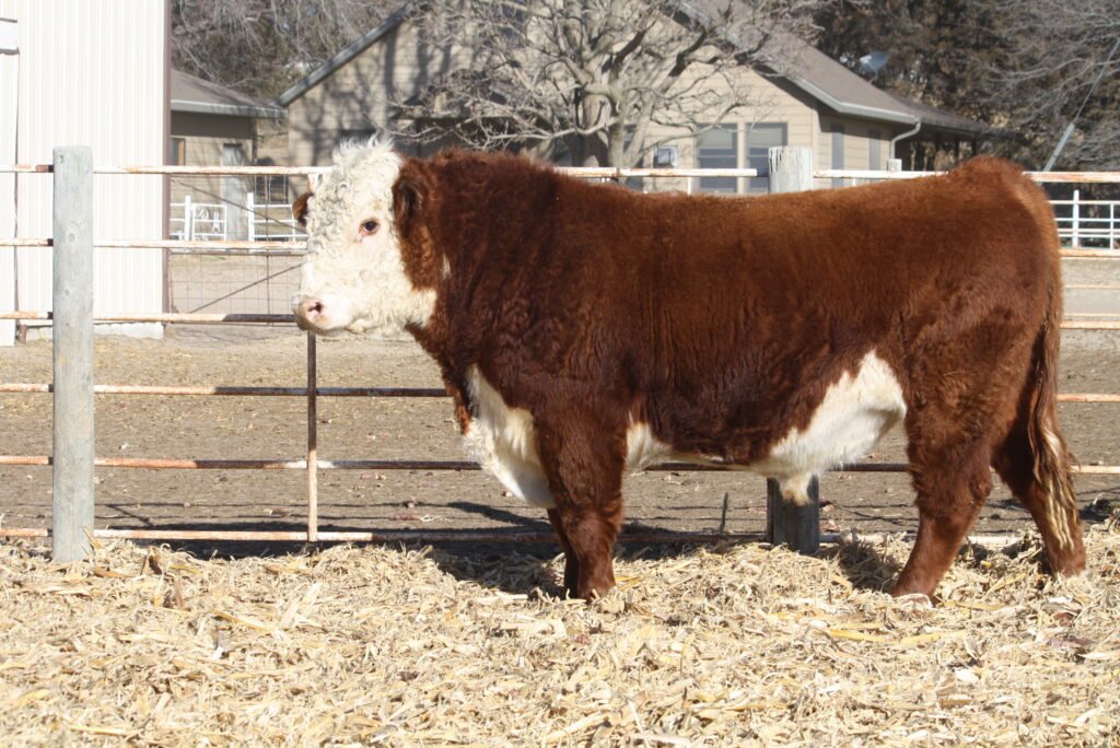 Bulls For Sale W744 1024x684