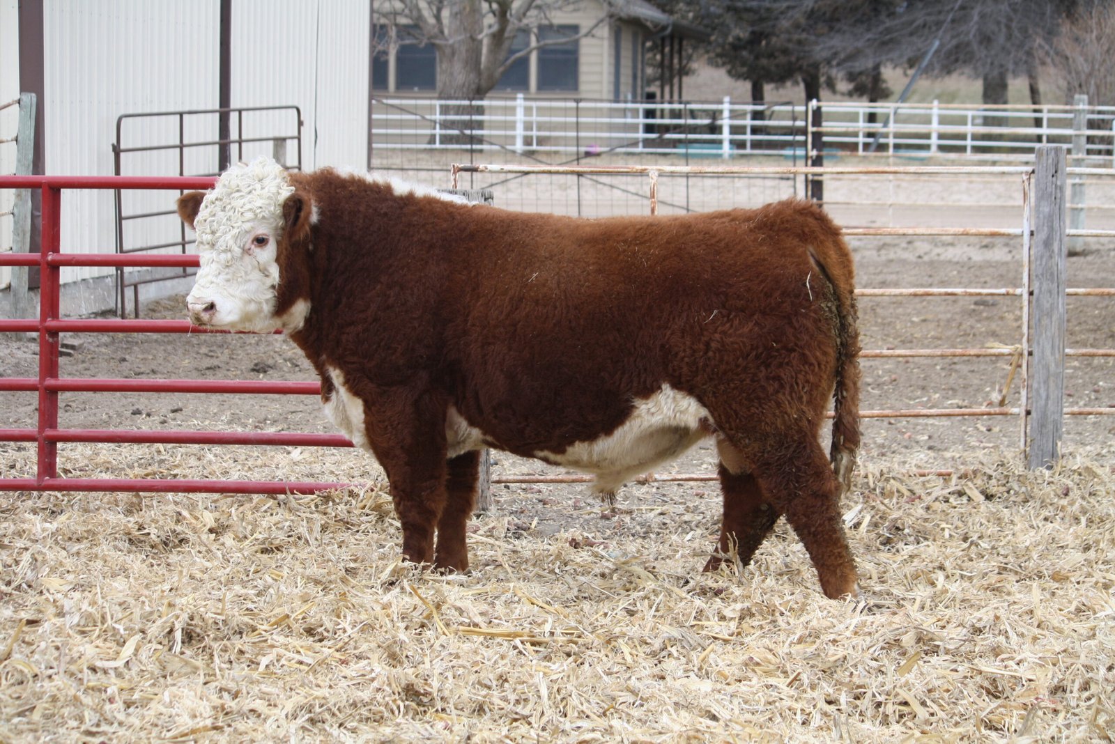 Bulls For Sale W759 Scaled