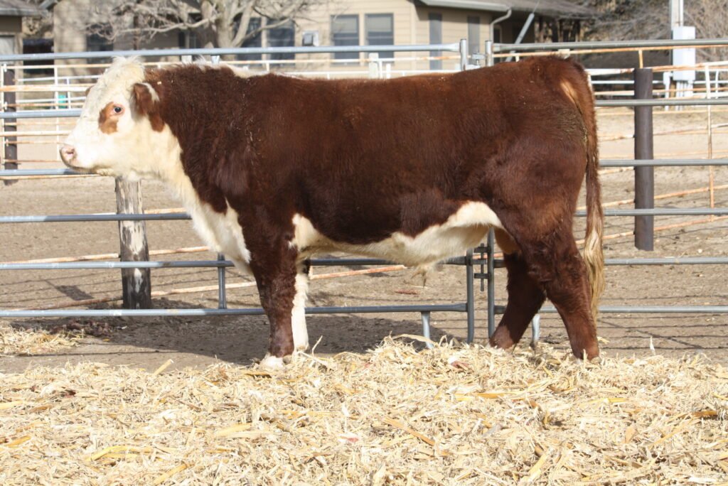 Bulls For Sale W774 1024x684