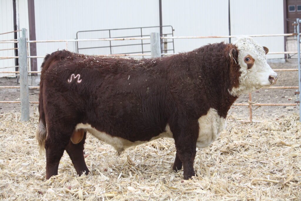 Bulls For Sale W895 1024x684