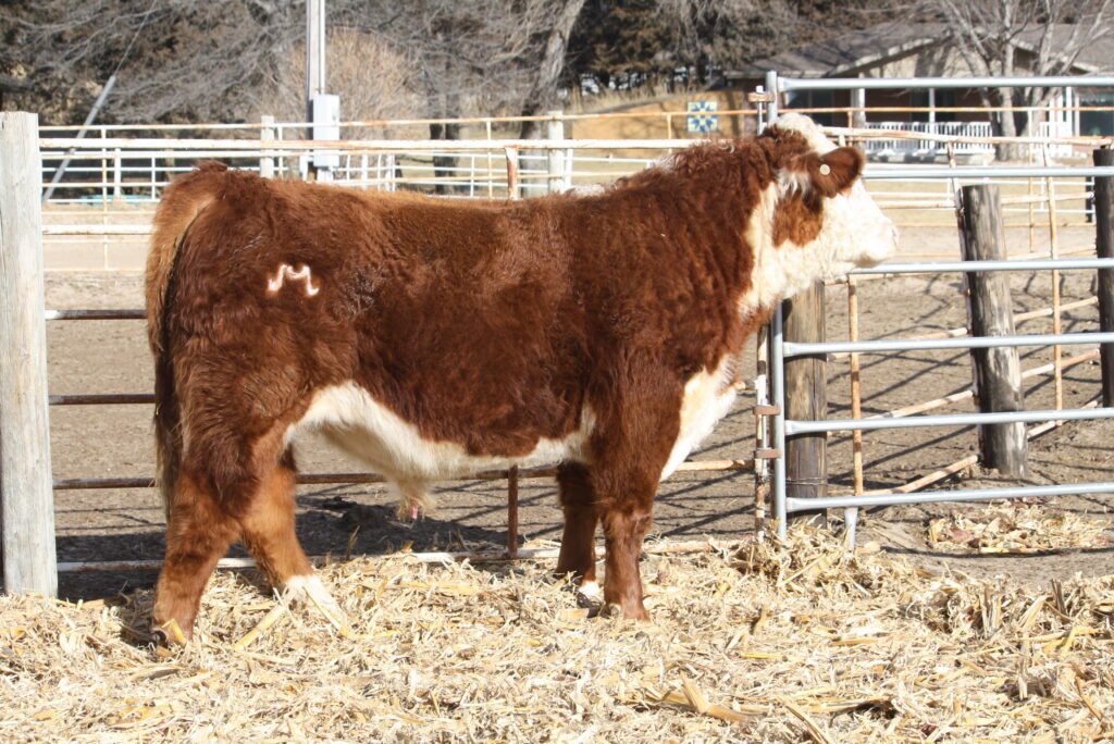 Bulls For Sale W911 1024x684