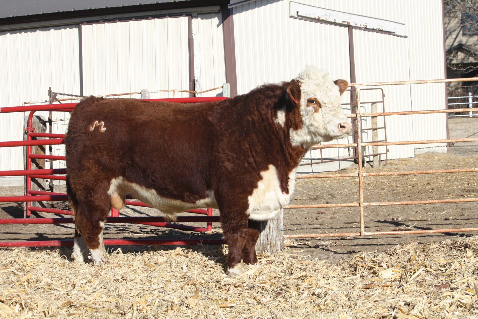 Bulls For Sale W967 Scaled